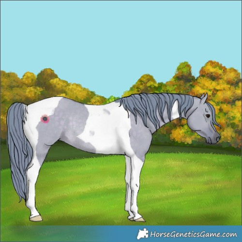 Horse Color:Watercolor Brown Dun Tobiano Rabicano