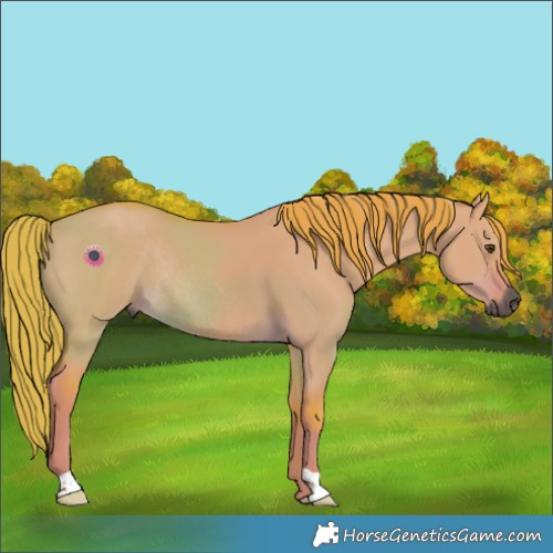 Horse Color:Gray Watercolor Red Dun Rabicano 