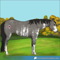 Horse Color:Gray Grullo Sabino
