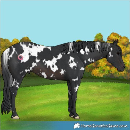 Horse Color:White Spotted Brown 