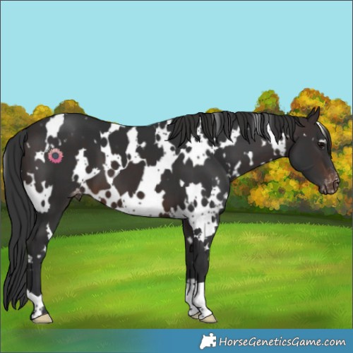 Horse Color:White Spotted Brown Appaloosa