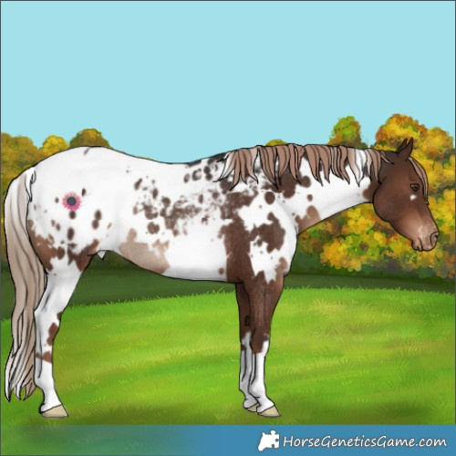 Horse Color:White Spotted Liver Chestnut Appaloosa Rabicano 