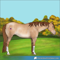 Horse Color:Gray Gold Champagne Dun Rabicano 