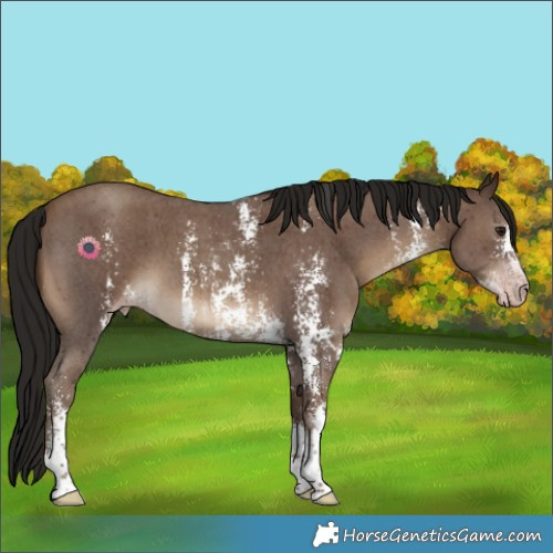 Horse Color:Gray Classic Champagne Sabino 