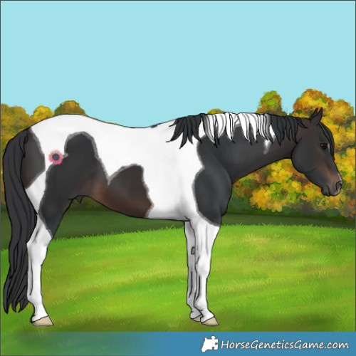 Horse Color:Brown Tobiano