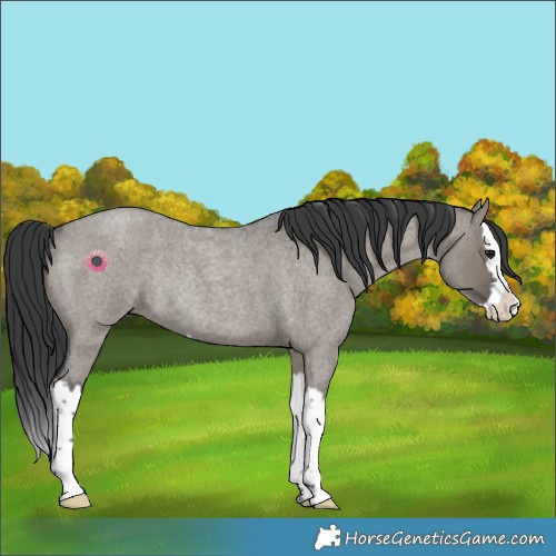 Horse Color:Grullo Roan Splash Rabicano