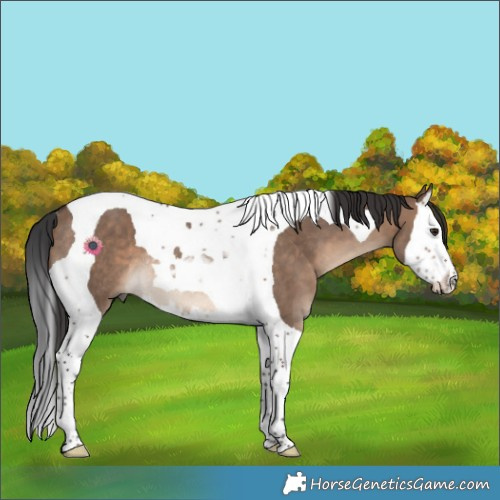 Horse Color:Brown Dun Splash Tobiano Rabicano 