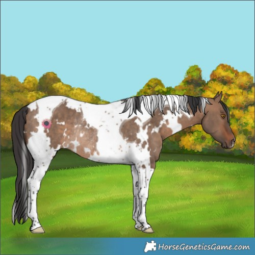 Horse Color:White Spotted Brown Dun Tobiano Rabicano 