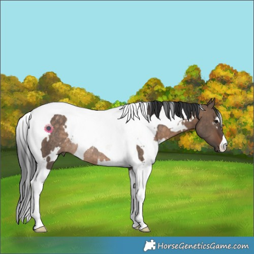 Horse Color:White Spotted Brown Dun Tobiano Rabicano
