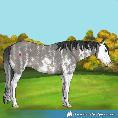 Horse Color:Grullo Sabino Splash 