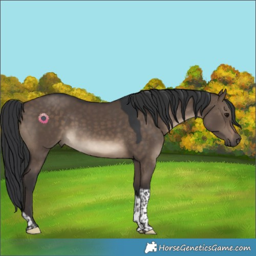 Horse Color:Brown Dun Tobiano Rabicano 