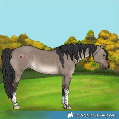 Horse Color:Brown Dun Tobiano 