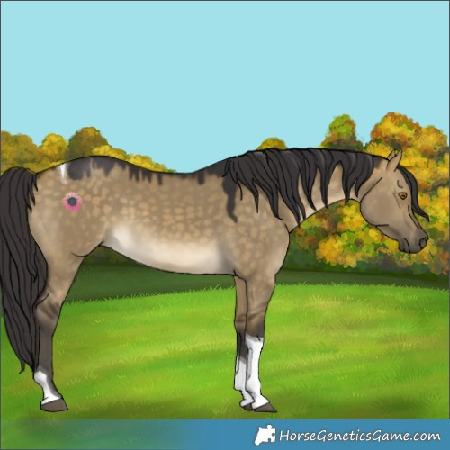 Horse Color:Buckskin Dun Tobiano 