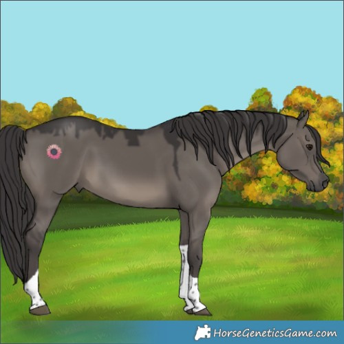 Horse Color:Smoky Grullo Tobiano Rabicano 