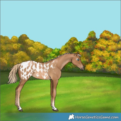Horse Color:Gray Palomino Snowdrop Tobiano Appaloosa 