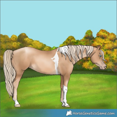 Horse Color:Gray Gold Cream Champagne Snowdrop Tobiano 
