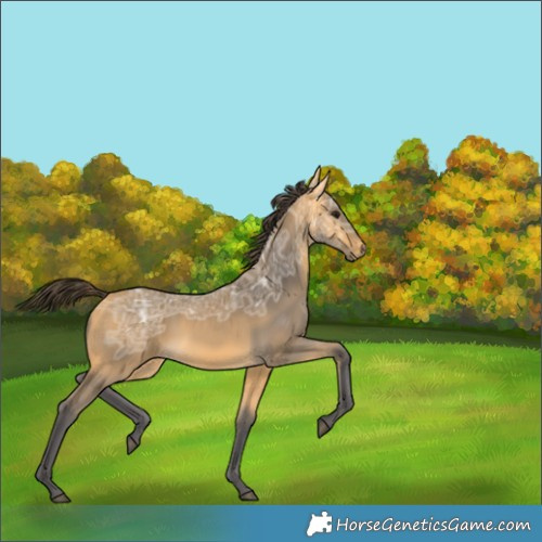 Horse Color:Buckskin Ice 