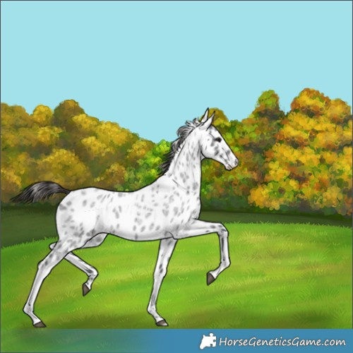 Horse Color:Smoky Blue Ice Roan Tobiano Appaloosa 