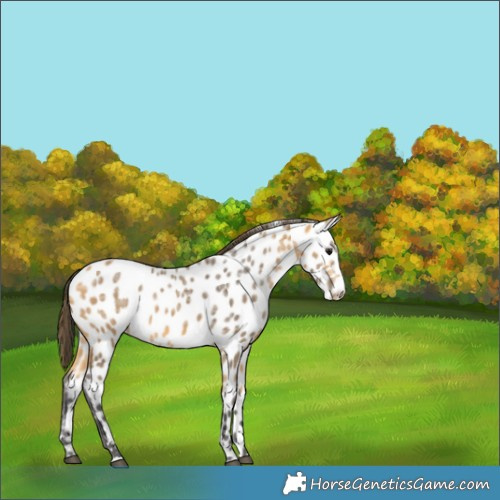 Horse Color:Buckskin Ice Appaloosa 