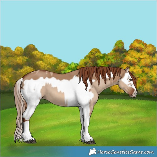 Horse Color:Red Dun Splash  and Red Dun Splash Frame 