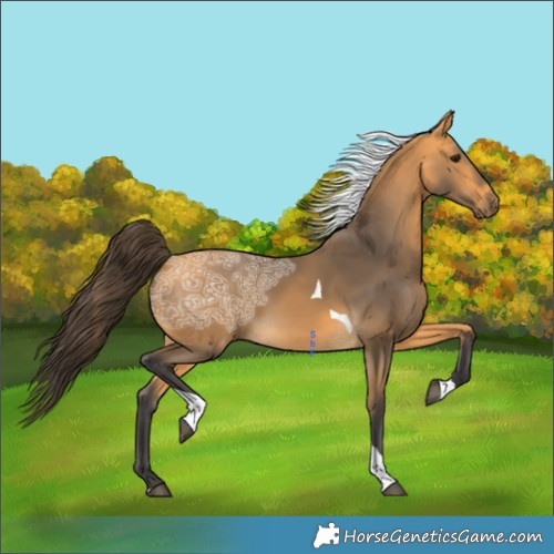 Horse Color:Buckskin Ice Tobiano 