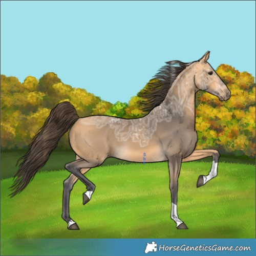 Horse Color:Buckskin Ice Tobiano