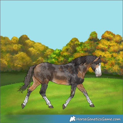 Horse Color:White Spotted Buckskin Merle 