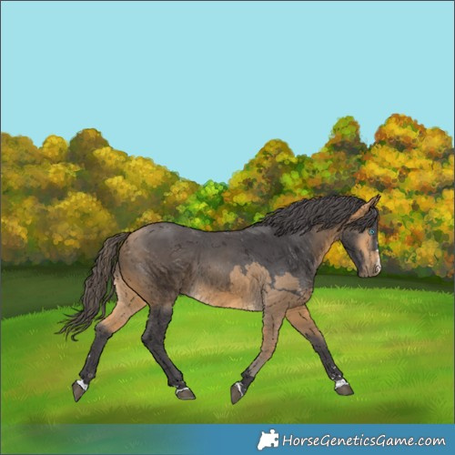 Horse Color:Buckskin Merle 