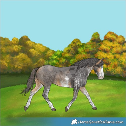 Horse Color:White Spotted Buckskin Merle 