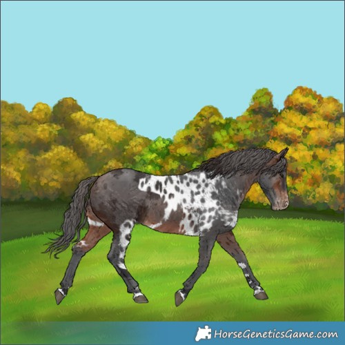 Horse Color:Brown Merle Skewed Appaloosa Rabicano 