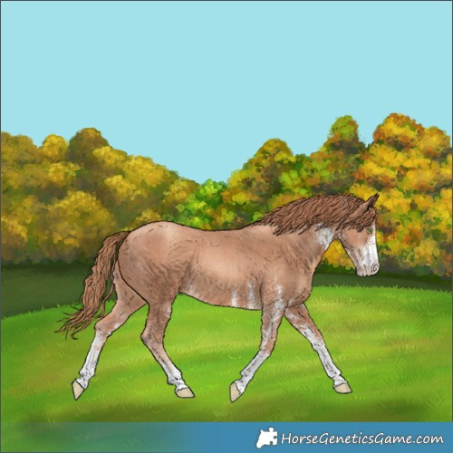 Horse Color:White Spotted Gold Champagne 
