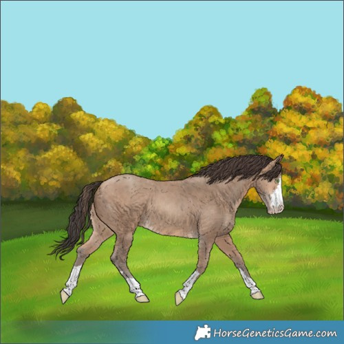 Horse Color:Amber Champagne 