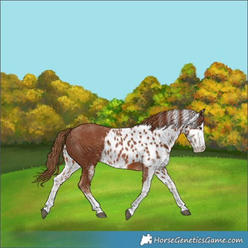 Horse Color:White Spotted Chestnut Skewed Appaloosa 