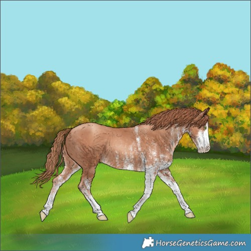Horse Color:White Spotted Gold Champagne 