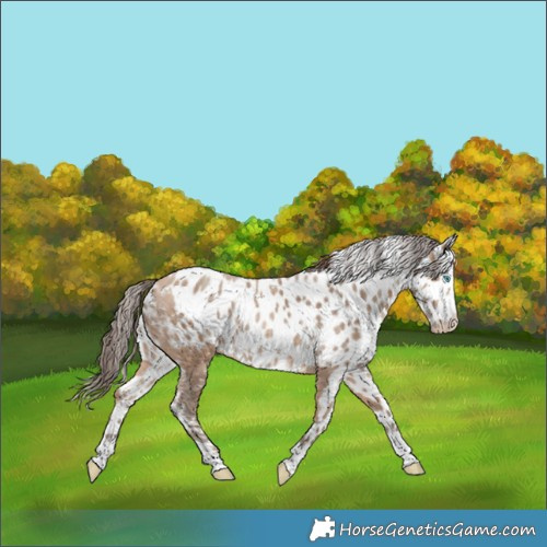 Horse Color:Amber Champagne Merle Skewed Appaloosa Rabicano
