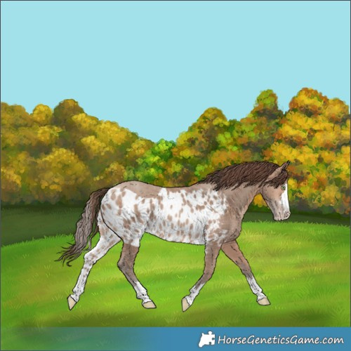 Horse Color:Amber Champagne Skewed Appaloosa Rabicano 