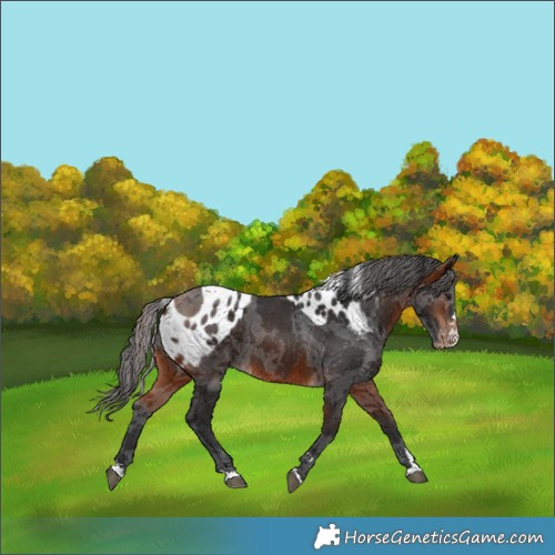 Horse Color:Bay Merle Skewed Appaloosa Rabicano 