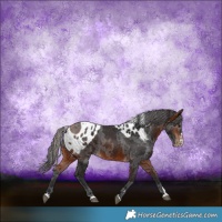 Horse Color:Bay Merle Skewed LP Spotted Rabicano