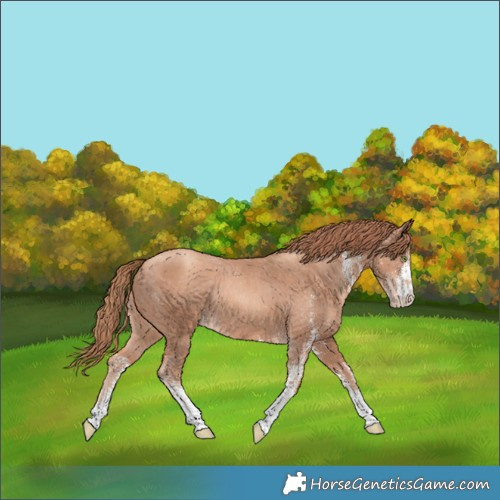 Horse Color:White Spotted Gold Champagne Skewed Appaloosa Rabicano 