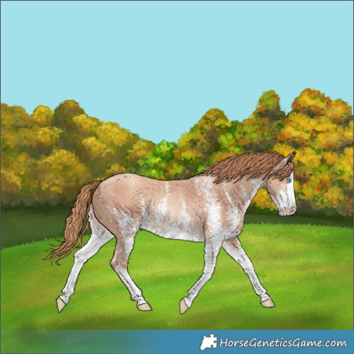 Horse Color:White Spotted Gold Champagne Rabicano