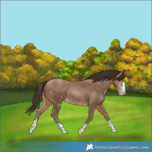 Horse Color:Sable Champagne