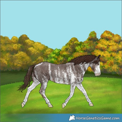 Horse Color:White Spotted Liver Chestnut Skewed Appaloosa Rabicano