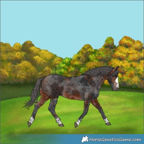 Horse Color:Bay Merle Rabicano 