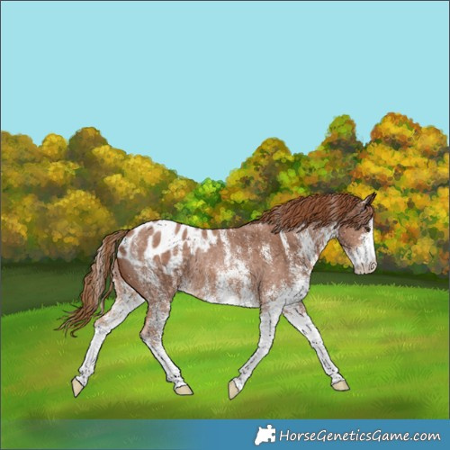 Horse Color:White Spotted Chestnut Skewed Appaloosa Rabicano
