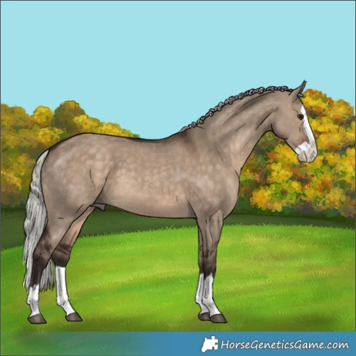 Horse Color:Silver Brown Dun Splash 