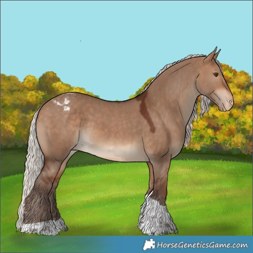 Horse Color:Silver Bay Dun Tobiano Appaloosa