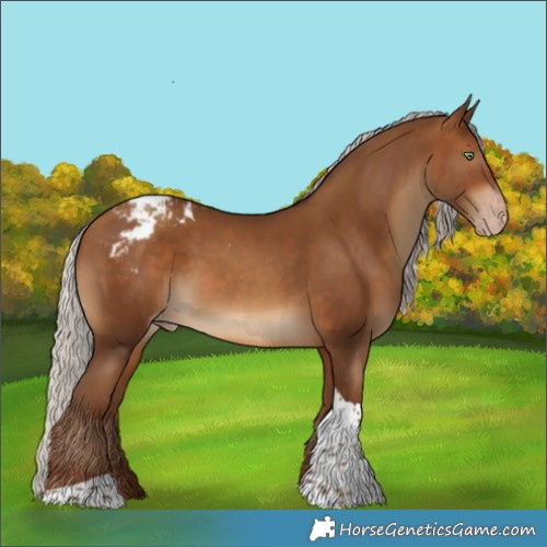 Horse Color:Gray Silver Amber Champagne Tobiano Appaloosa 