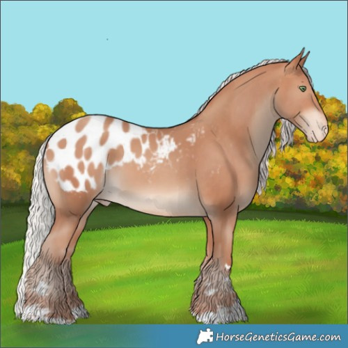 Horse Color:Silver Amber Champagne Appaloosa