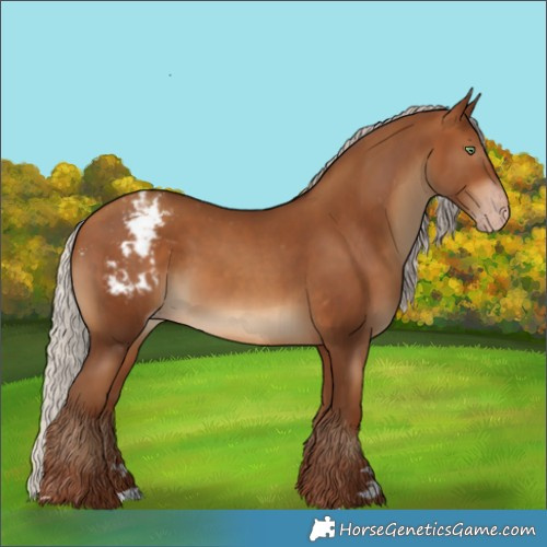 Horse Color:Gray Silver Amber Champagne Appaloosa 