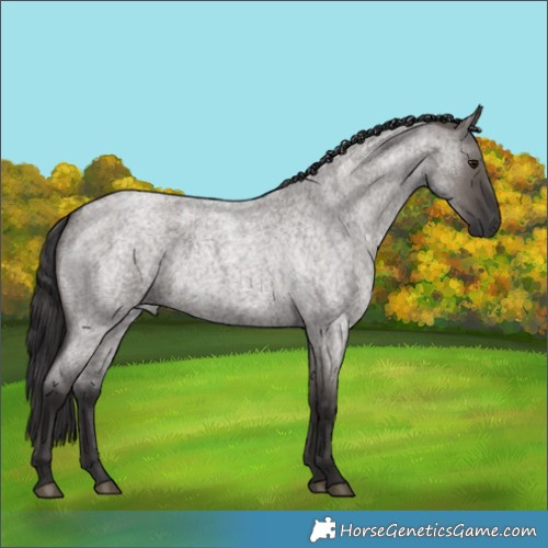 Horse Color:Smoky Grullo Roan 
